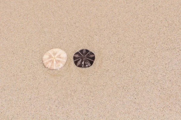 贝壳星放在沙上 并制作图像纹理 — 图库照片