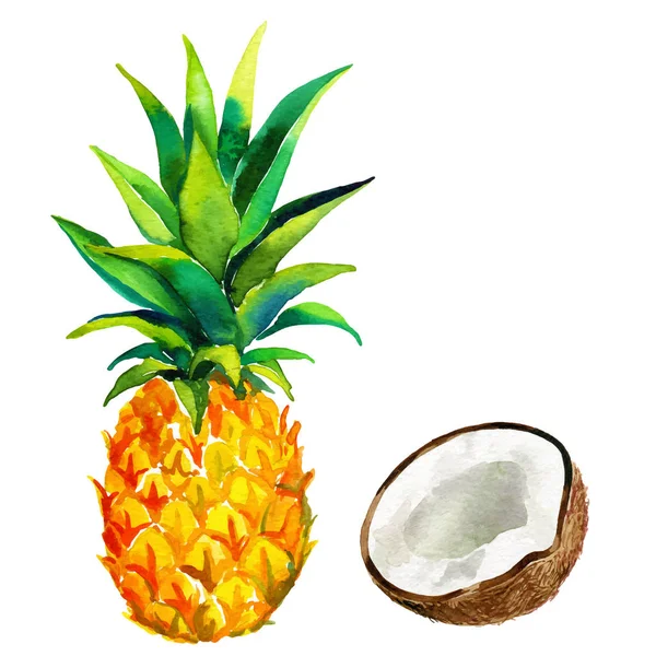 Vektor Botaniska Illustration Kokos Och Ananas Frukter Ritade Akvarell Isolerade — Stockfoto