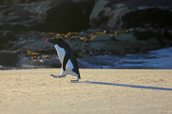 Pinguim Rockhopper Pescoço Ilhas Falkland — Fotografia de Stock