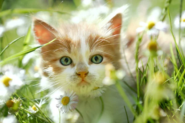 Lindo Gatito Con Hermosos Ojos Hierba Verde Primavera Retroiluminado Mirando —  Fotos de Stock