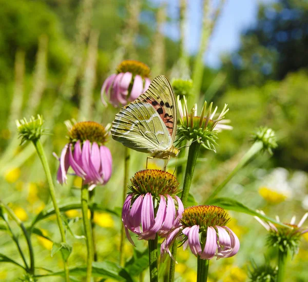 Schmetterling Auf Der Blume — Stockfoto