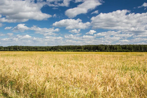 Råg Fältet Rågöron Sommar Landskap — Stockfoto