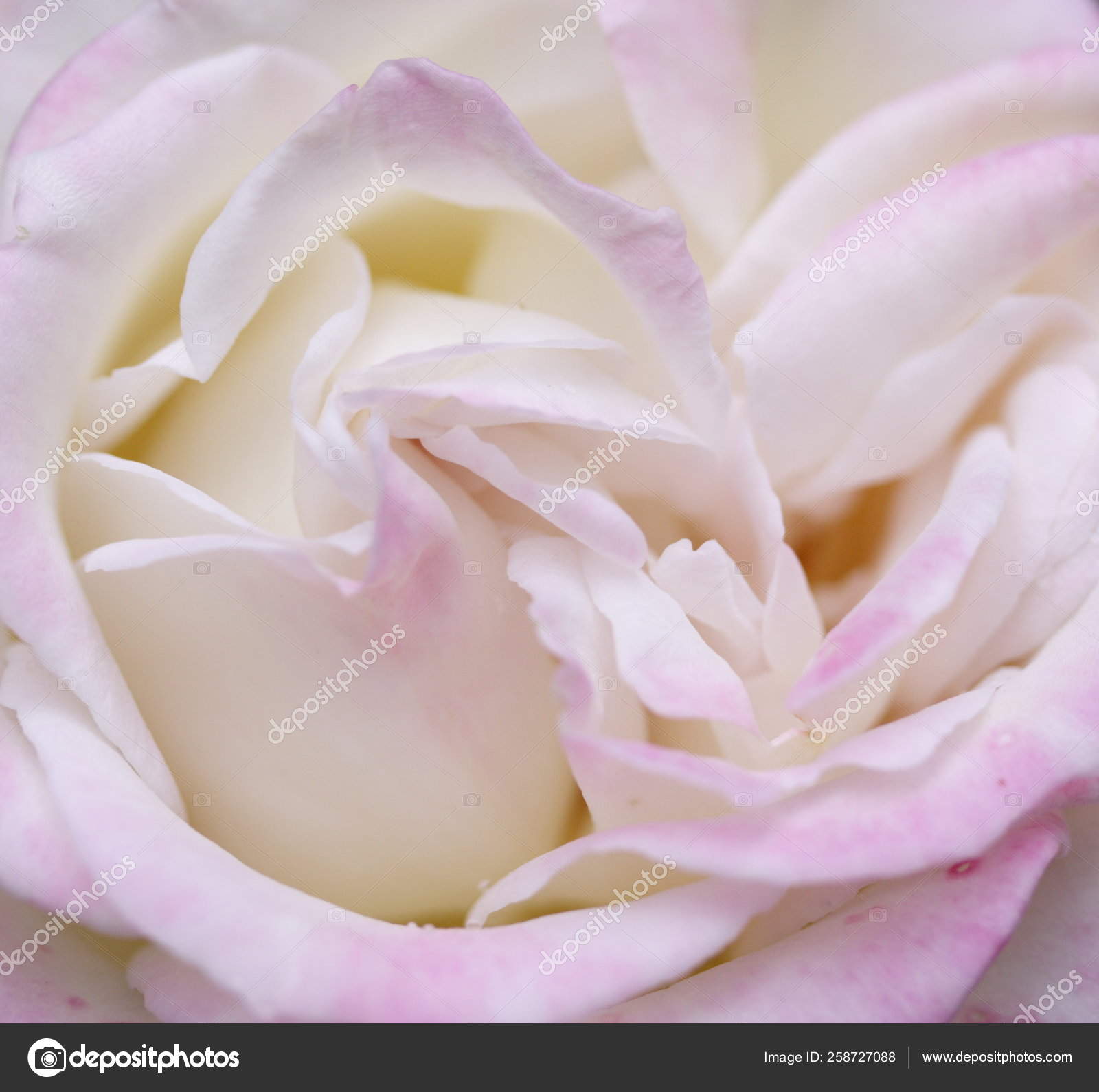 White Rose Pink Edges — Stock Photo © YAYImages 258727088