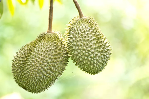 Primer Plano Los Frutos Enfoque Selectivo — Foto de Stock