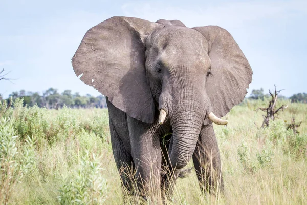 Elefante Protagonizado Por Cámara Parque Nacional Chobe Botswana — Foto de Stock