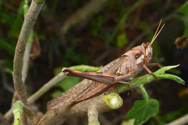 Large Grasshopper Recently Cut Branch — Stock Photo, Image