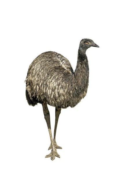 Strucc Emu Elszigetelt Fehér Háttér Felett — Stock Fotó