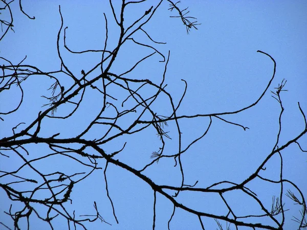 Ramo Morto Céu Azul — Fotografia de Stock