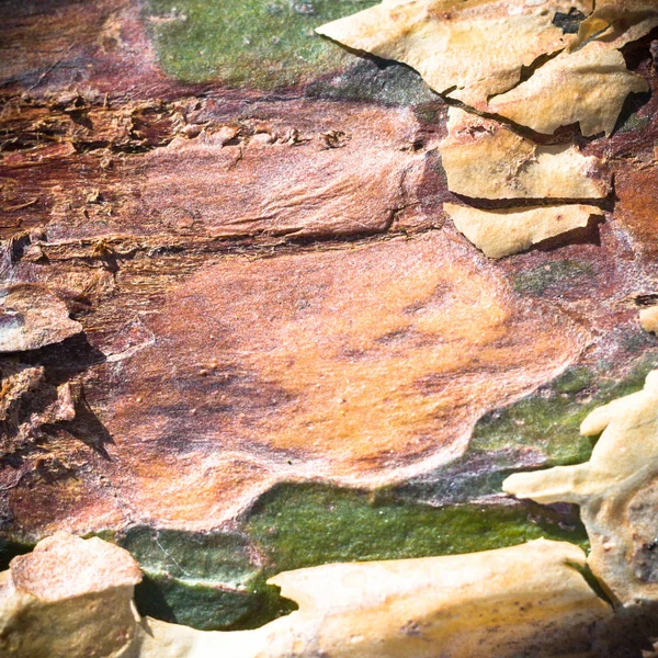 Textura Madera Vieja Para Fondo Serie Naturaleza —  Fotos de Stock