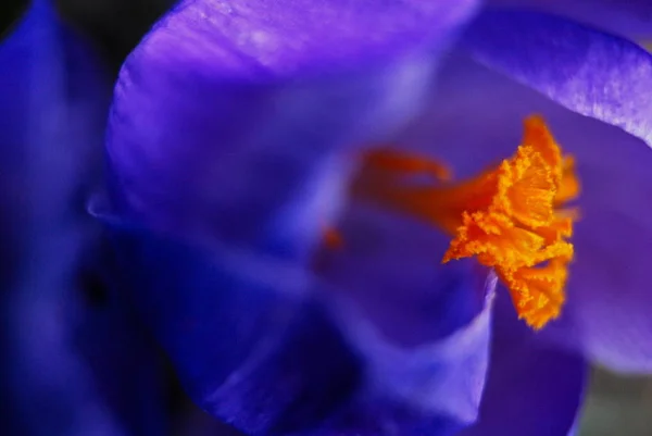Crocus Fleur Dans Jardin Printemps — Photo