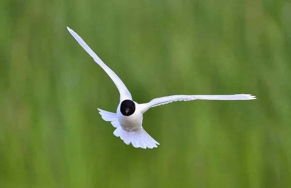 Black Headed Gull Larus Ridibundus Flight Green Grass Background — Stock Photo, Image