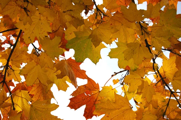 Piękne Jesienią Listowie Przeciw Błękitne Niebo — Zdjęcie stockowe