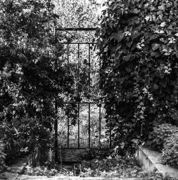 在大自然中的黑色和白色的旧铁门 — 图库照片