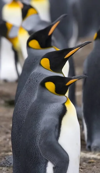 Tři Královy Tučňáci Aptenodytes Patagonicus Dobrovolnické Části Falklandské Ostrovy — Stock fotografie