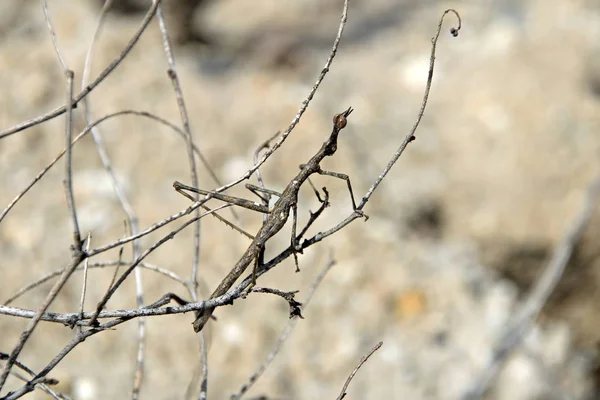 Sauterelle Bâton Maître Camouflage Assise Sur Quelques Branches Dans Canyon — Photo