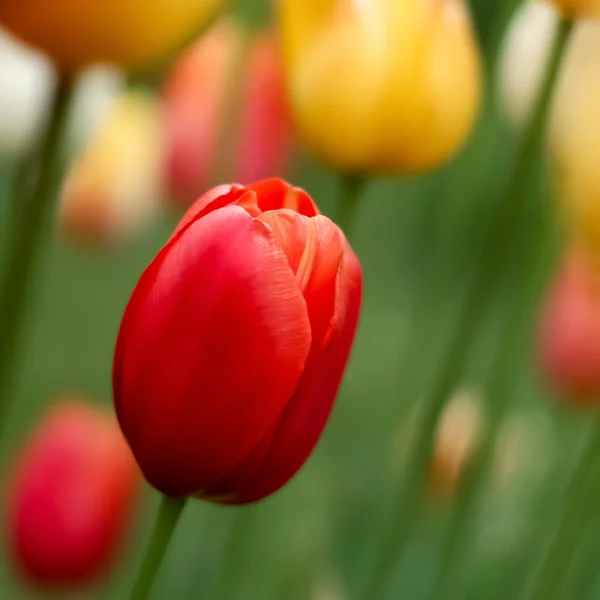 Tulpen Met Prachtige Boeket Achtergrond Tulp Mooi Boeket Tulpen Kleurrijke — Stockfoto