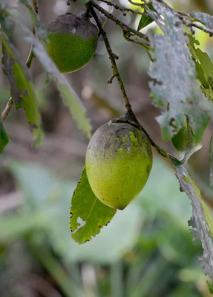 Fotos De Arbol De Zapote De Stock Imagenes De Arbol De Zapote Sin