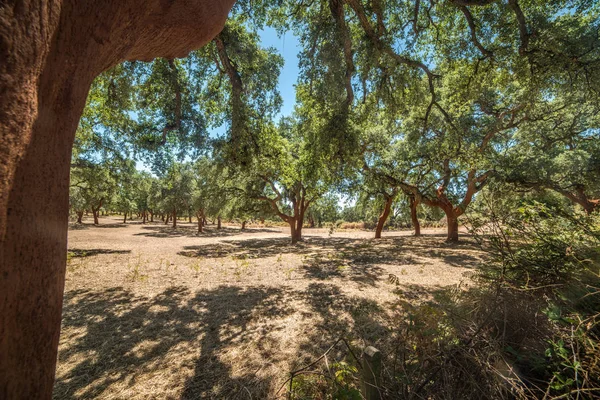 Floresta Cortiça Dia Ensolarado Verão — Fotografia de Stock