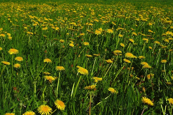 Поле Желтых Цветов Парке — стоковое фото