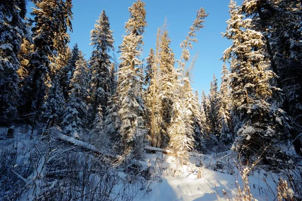 Árboles Cubiertos Nieve Bosque Invierno Series Naturaleza — Foto de Stock