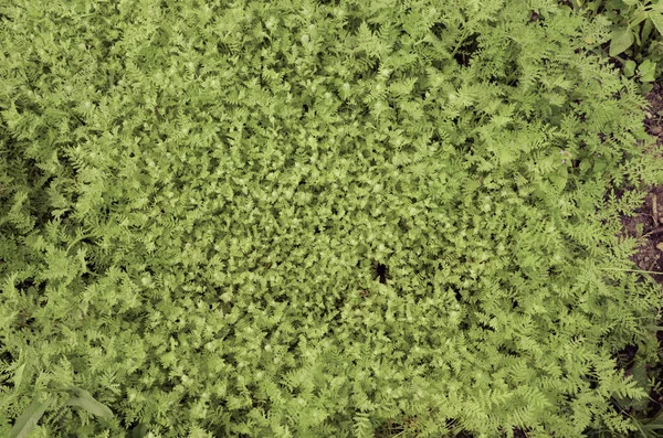 Fresco Minúsculo Verde Folhas Parede Textura Fundo — Fotografia de Stock
