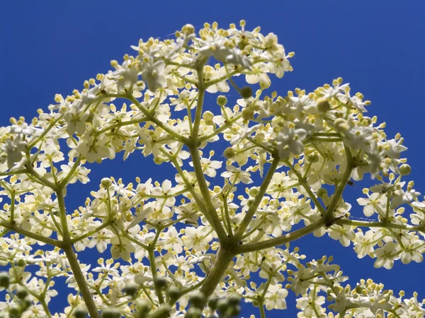 満開の高齢者の花 — ストック写真