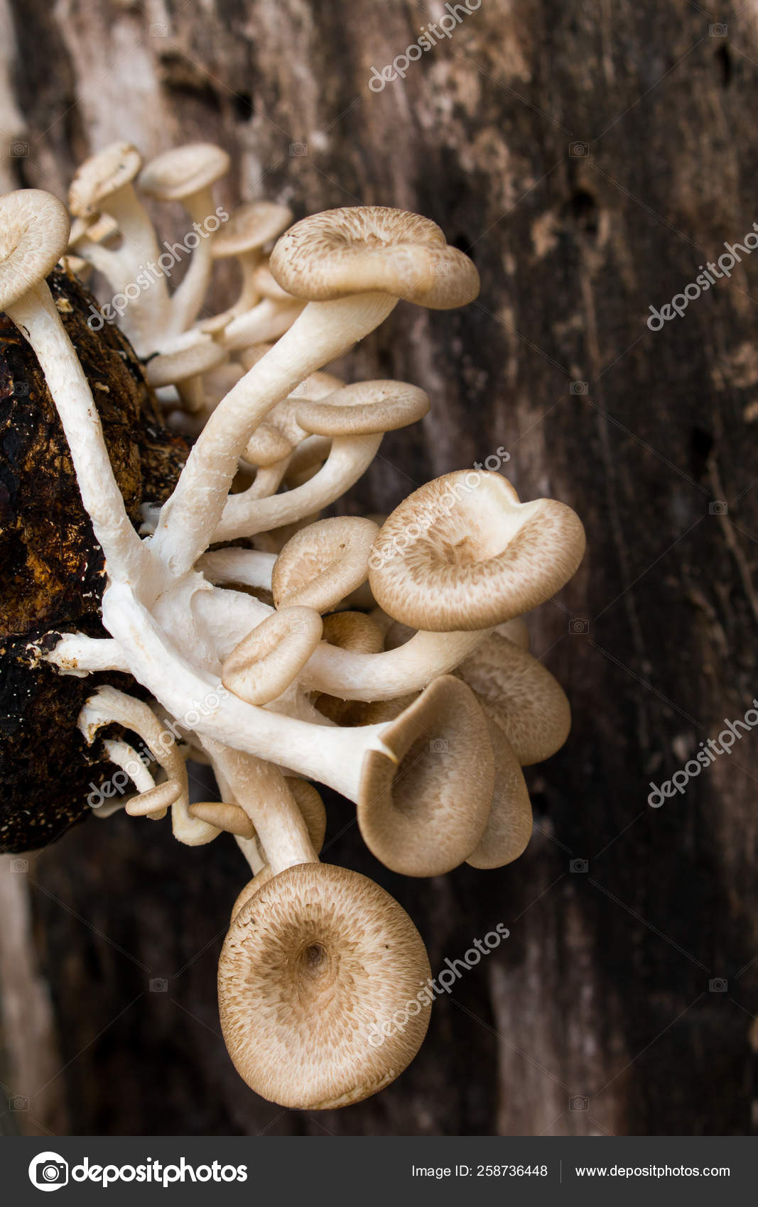 Pequenos cogumelos Lentinus sp. 