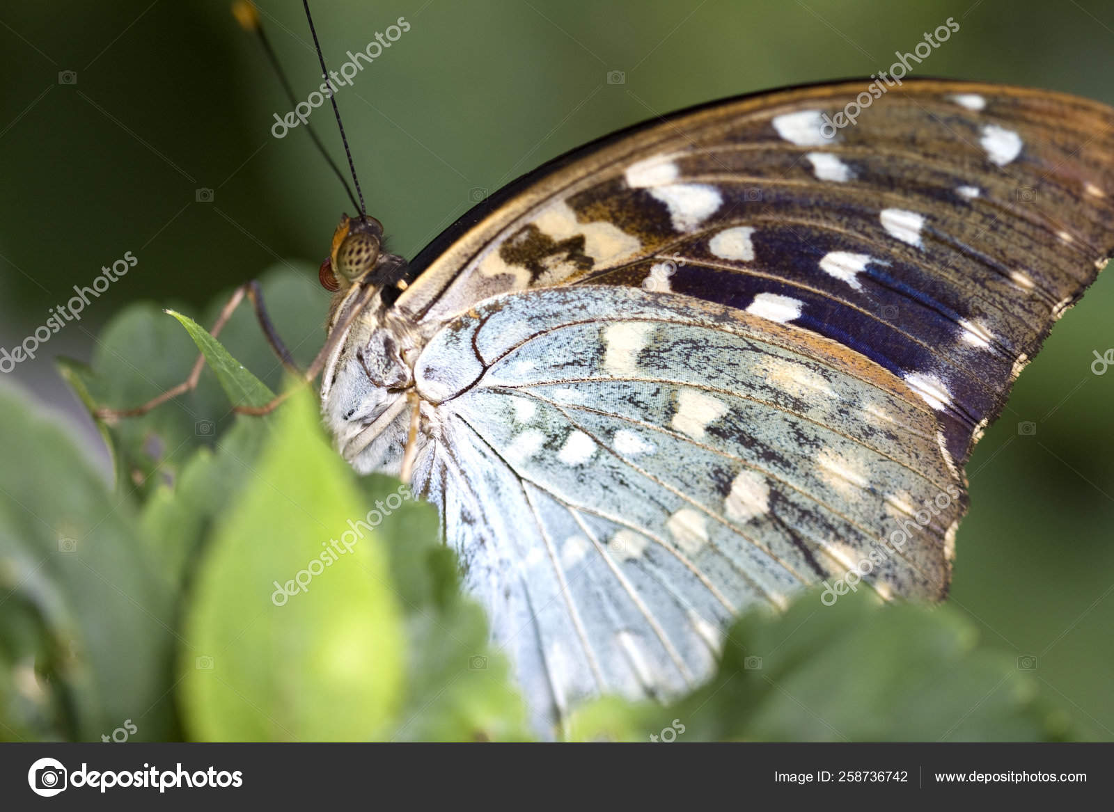 Tropical Rainforest Butterflies
