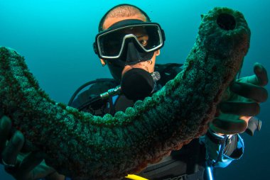 Scuba diver holding up a sea cucumber (Holothuroidea) clipart