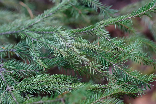 Fir Tree Branch Background Close Christmas Background — Stock Photo, Image