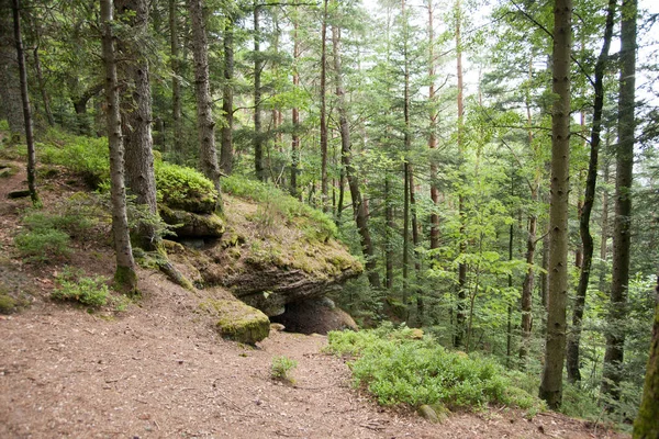 Természet Erdő Európában Franciaország Nyaralás Túrázás — Stock Fotó