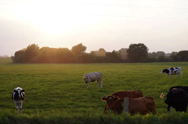 Корова Траві Схід Сонця — стокове фото