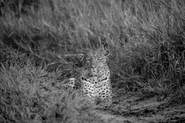 Leopard stalking towards the camera in black and white in the Central Kalahari, Botswana.