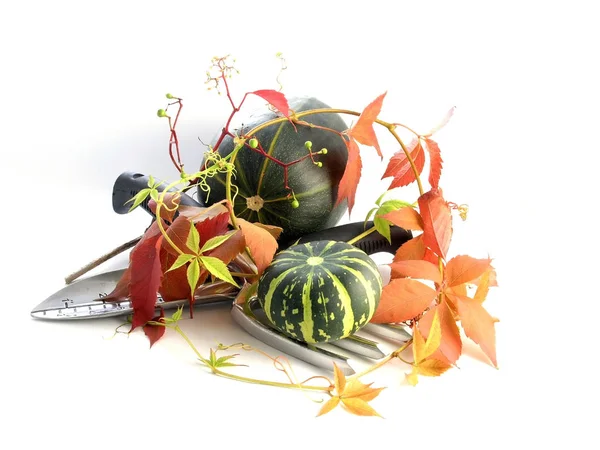 果物や野菜のシリーズ 白地にカボチャ — ストック写真