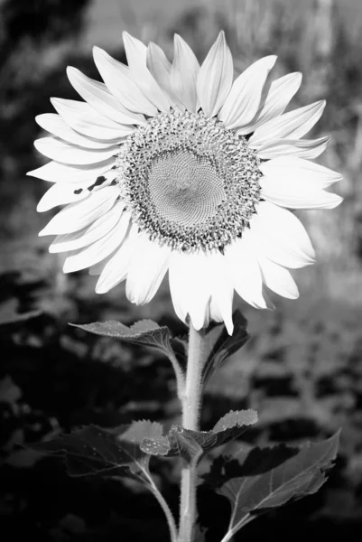 Girasol Granja — Foto de Stock