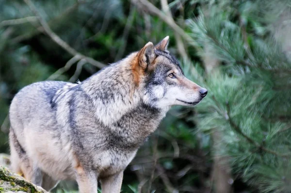 Single Wolf Wilderness Closeup — Stock Photo, Image