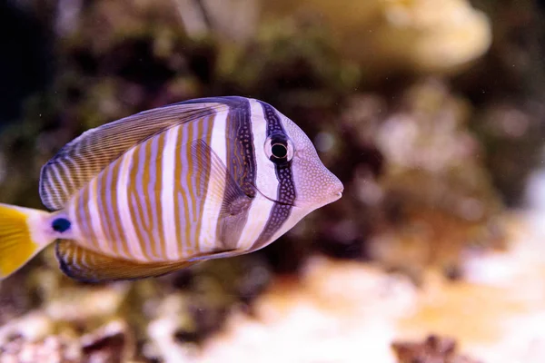 Desjardini Sailfin Tang Zebrasoma Desjardini Coral Reef — Stock Photo, Image