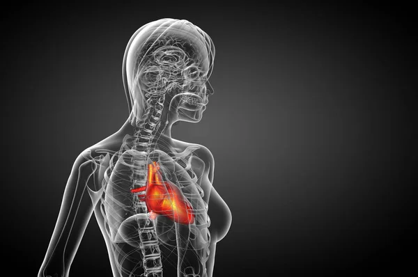 人間の心臓の3Dレンダリング医療イラスト 正面図 — ストック写真