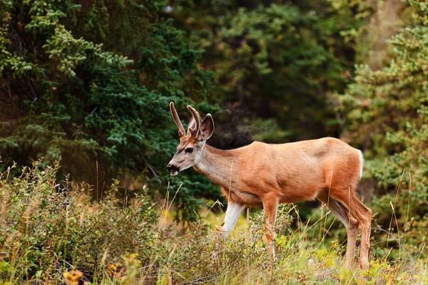 Joven Ciervo Mula Odocoileus Hemionus Con Cuernos Terciopelo Naturaleza Taiga —  Fotos de Stock