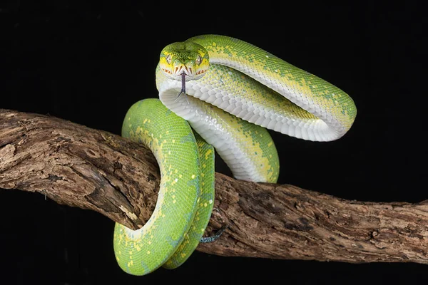 黒の背景にストライクにその舌を枝の周りラップ グリーン ツリー Python — ストック写真