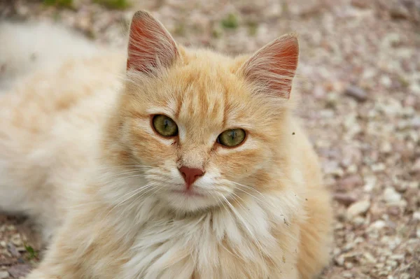 Φωτογραφία Της Ευρωπαϊκής Κόκκινης Γάτας — Φωτογραφία Αρχείου