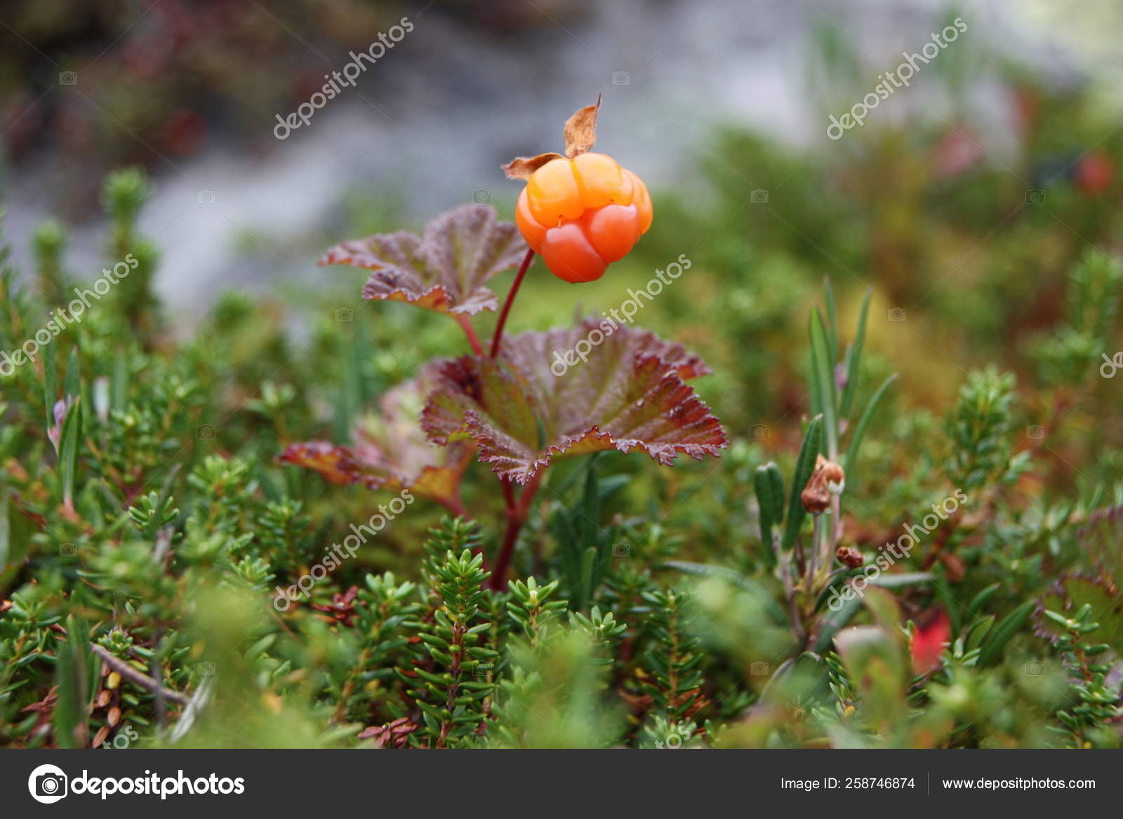 Rubus Chamaemorus Cloudberry Dwarf Mulberry Cloudberry Bakeapple Multe Molte Stock Photo Image By C Yayimages