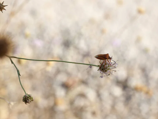 Hmyz Suchém Květu Španělská Krajina — Stock fotografie