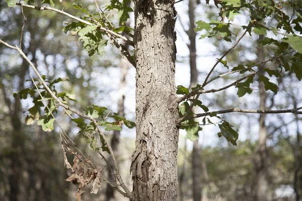 Anola Verde Anolis Carolinensis Nella Fase Bruna Nascosta Tronco Albero — Foto Stock