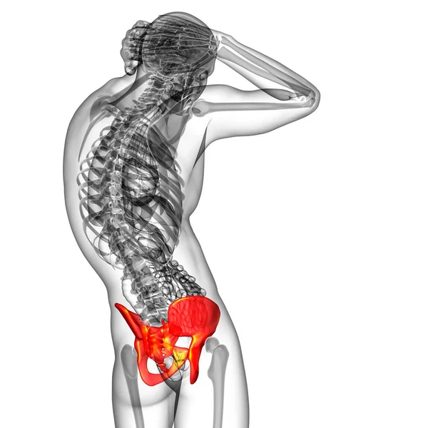 Medicinsk Illustration Bäckenbenet — Stockfoto