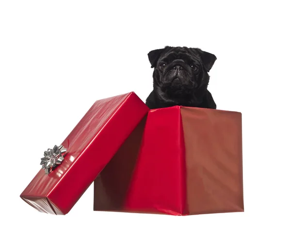 Dog Gift Box Isolated White — Stock Photo, Image