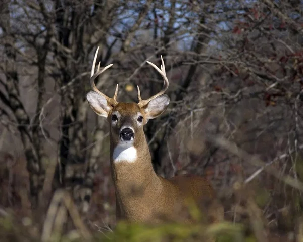 Whitetail Szarvas Bak Állva Mezőben — Stock Fotó