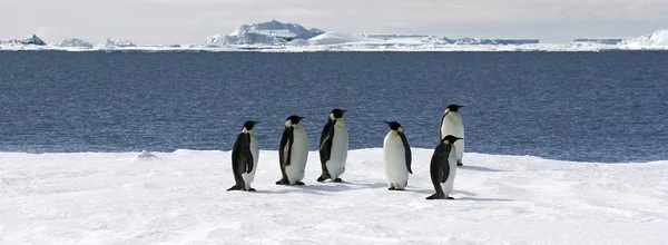 Císař Penguins Aptenodytes Forsteri Ledě Weddellovo Moře Antarktida — Stock fotografie