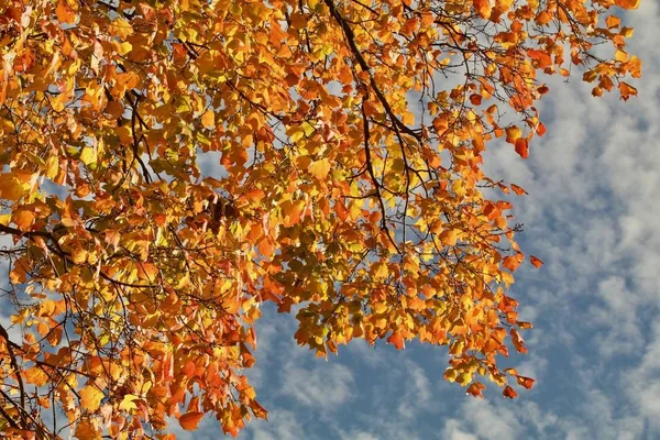 乌云笼罩的天空映衬着橙色和黄色的叶子 — 图库照片