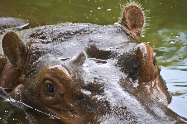 Close Van Een Zwemmen Nijlpaard Kijken Naar — Stockfoto